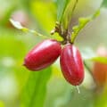 Quả Miracle Berry