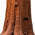 Hương gỗ Sequoia