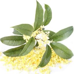 Hoa mộc tê Hoa mộc tê