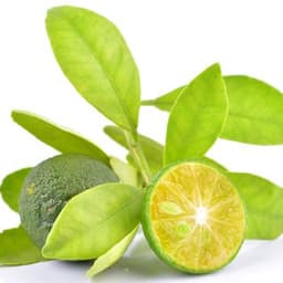 Quất Calamansi Quất Calamansi