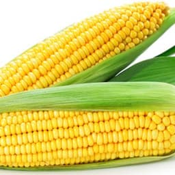 Ngô Ngô