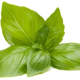 Cây húng quế Cây húng quế