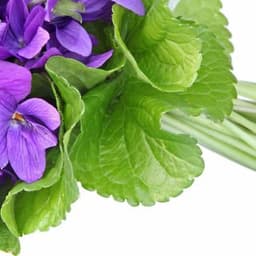 Lá Hoa Violet Lá Hoa Violet
