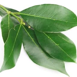 Lá nguyệt quế Lá nguyệt quế