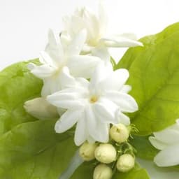 Hoa nhài Hoa nhài