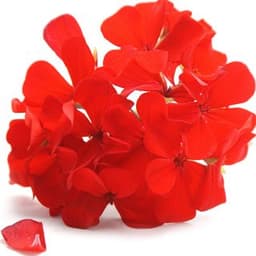 Hoa phong lữ Hoa phong lữ