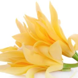 Hoàng ngọc lan Hoàng ngọc lan