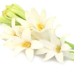 Hoa huệ trắng Hoa huệ trắng