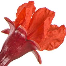 Hoa lựu Hoa lựu