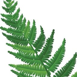 Cây dương xỉ Cây dương xỉ
