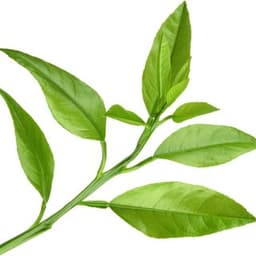 Tinh dầu lá cam Tinh dầu lá cam