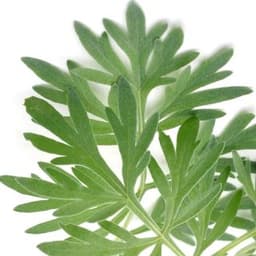 Ngải Cứu Ngải Cứu