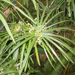 Dầu Cypriol (Nagarmotha) Dầu Cypriol (Nagarmotha)