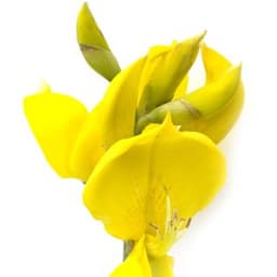 Hoa đậu chổi Hoa đậu chổi