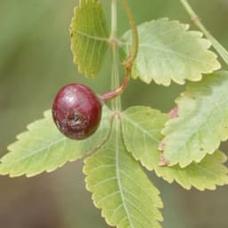 Quả Linaloe Quả Linaloe