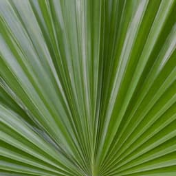 Cây cọ lùn Cây cọ lùn