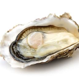 Hàu Hàu