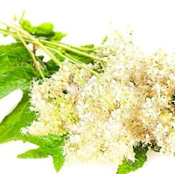 Cây cỏ ngọt Cây cỏ ngọt