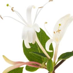 Hoa kim ngân Hoa kim ngân