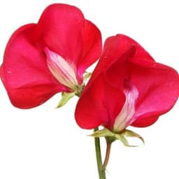 Hoa Đậu Ngọt Hoa Đậu Ngọt