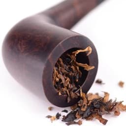 Cây thuốc lá Cây thuốc lá