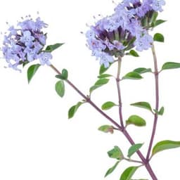 Cỏ xạ hương Cỏ xạ hương