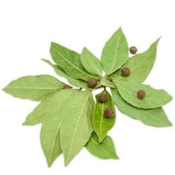 Lá Ớt Pimento Lá Ớt Pimento