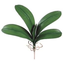 Lá phong lan Lá phong lan